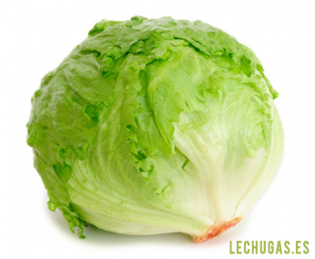 LECHUGA ICEBERG